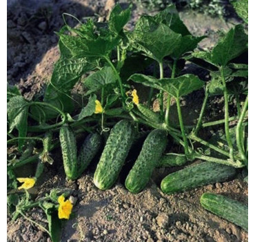 Огірок Жоеліна F1, Nunhems