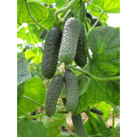 Огірок Елітор F1, Nunhems