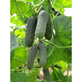 Огірок Елітор F1, Nunhems