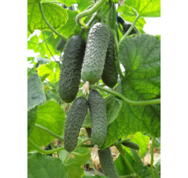 Огірок Елітор F1, Nunhems