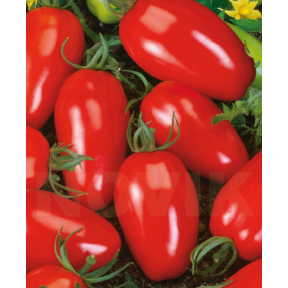 Томат Інкас F1, Nunhems