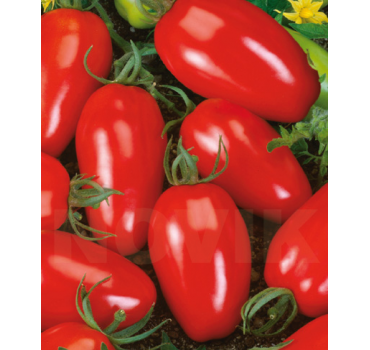 Томат Інкас F1, Nunhems