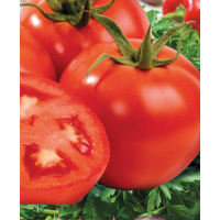 Томат Интерленд , Nunhems