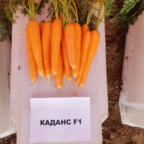 Морква Каданс F1, Nunhems