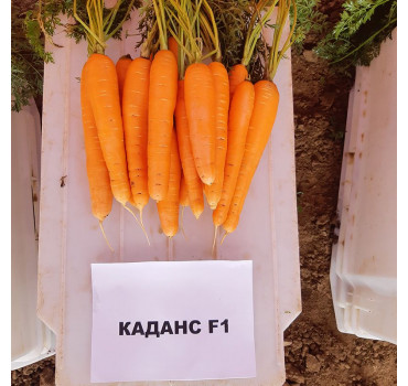 Морква Каданс F1, Nunhems