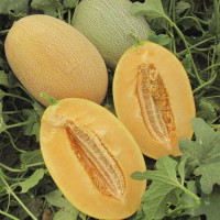 Диня Кар`єра, Nunhems