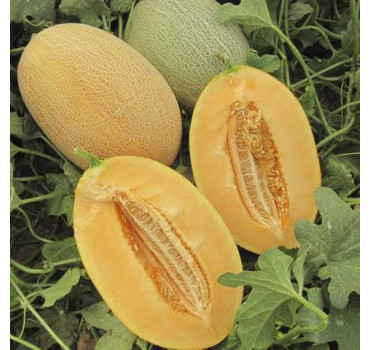 Диня Кар`єра, Nunhems