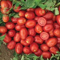 Томат Кендрас F1, Nunhems