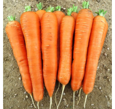 Морква Колтан F1, Nunhems