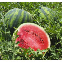 Кавун Крісбі, Nunhems