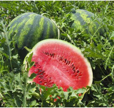 Кавун Крісбі, Nunhems