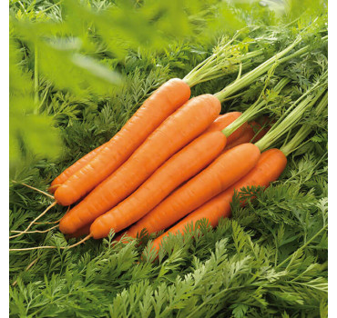 Морква Лагуна F1, Nunhems