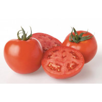 Томат Ламантин F1, Nunhems