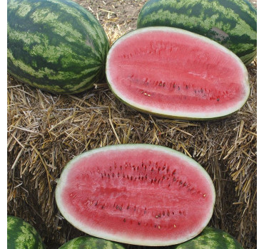 Кавун Леді, Nunhems