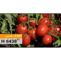 Томат N6438 F1, Nunhems