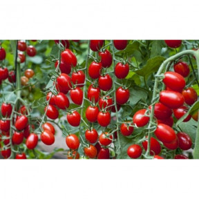 Томат Метро F1, Nunhems