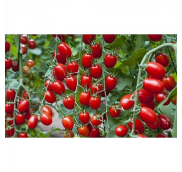 Томат Метро F1, Nunhems