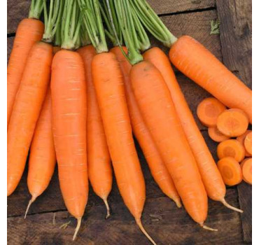 Морква Сіркана F1, Nunhems