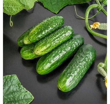 Огірок Циркон F1, Nunhems