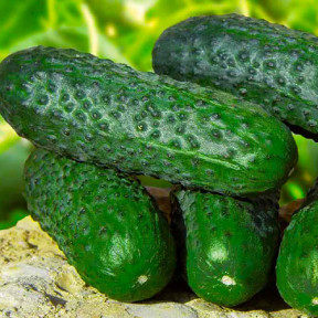 Огірок Барвіна F1, Nunhems