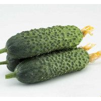 Огірок Директор F1, Nunhems