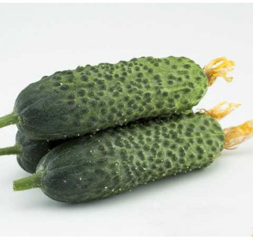 Огірок Директор F1, Nunhems