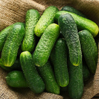 Огірок Нейліна F1, Nunhems