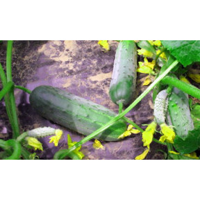 Огірок Гектор F1, Nunhems