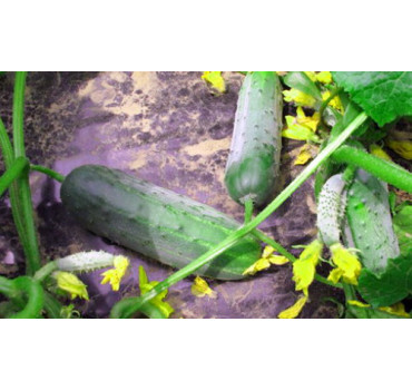 Огірок Гектор F1, Nunhems