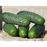 Огірок Стентор F1, Nunhems