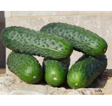 Огірок Стентор F1, Nunhems