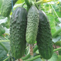 Огірок Бетіна F1, Nunhems