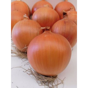 Цибуля Олоросо F1,Nunhems