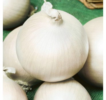 Лук Комета F1,Nunhems