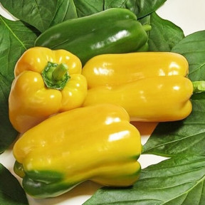 Перець Джеміні F1, Nunhems