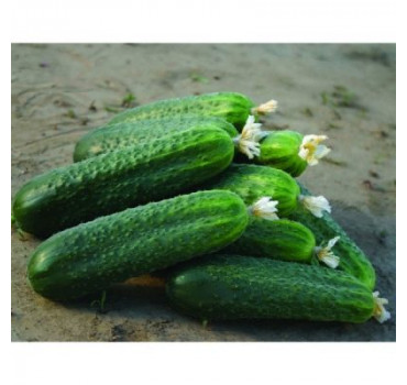 Огірок Платіна F1, Nunhems