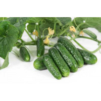 Огірок Пролікс F1, Nunhems