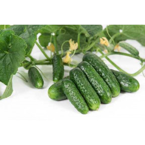 Огірок Пролікс F1, Nunhems