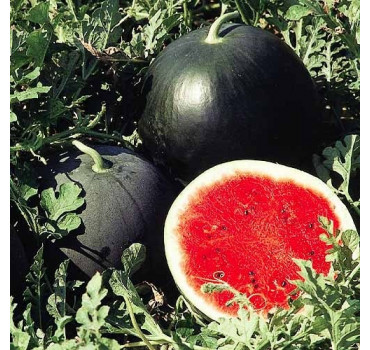 Кавун Ред стар, Nunhems