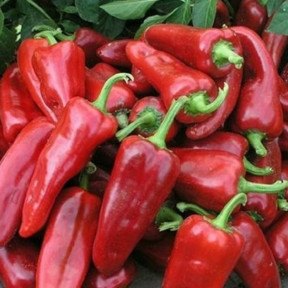  Перець Самандер F1, Nunhems