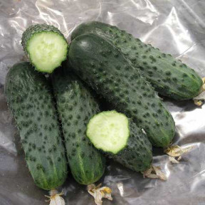 Огірок Сатіна F1, Nunhems