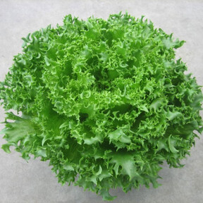 Салат Финстер, Nunhems