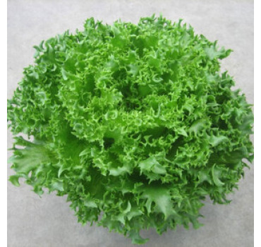 Салат Фінстар, Nunhems