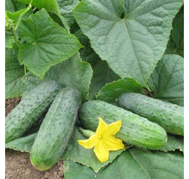 Огірок Спарта F1, Nunhems