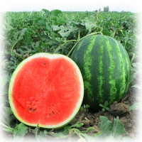 Кавун Талісман, Nunhems