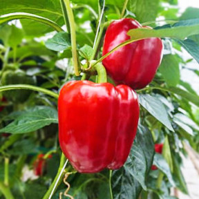  Перець Клаудіо F1, Nunhems