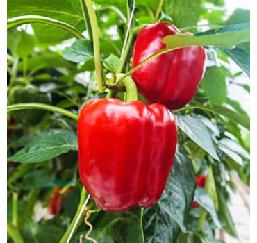 Перець Клаудіо F1, Nunhems Перець Клаудіо F1, Nunhems