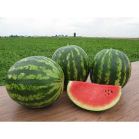 Кавун Трофі, Nunhems