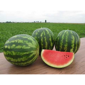 Кавун Трофі, Nunhems