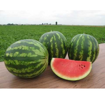 Кавун Трофі, Nunhems